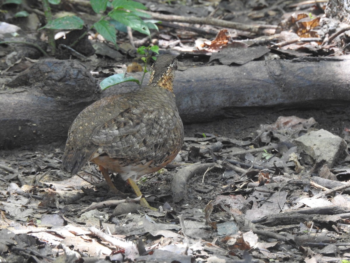 Scaly-breasted Partridge - ML619922647