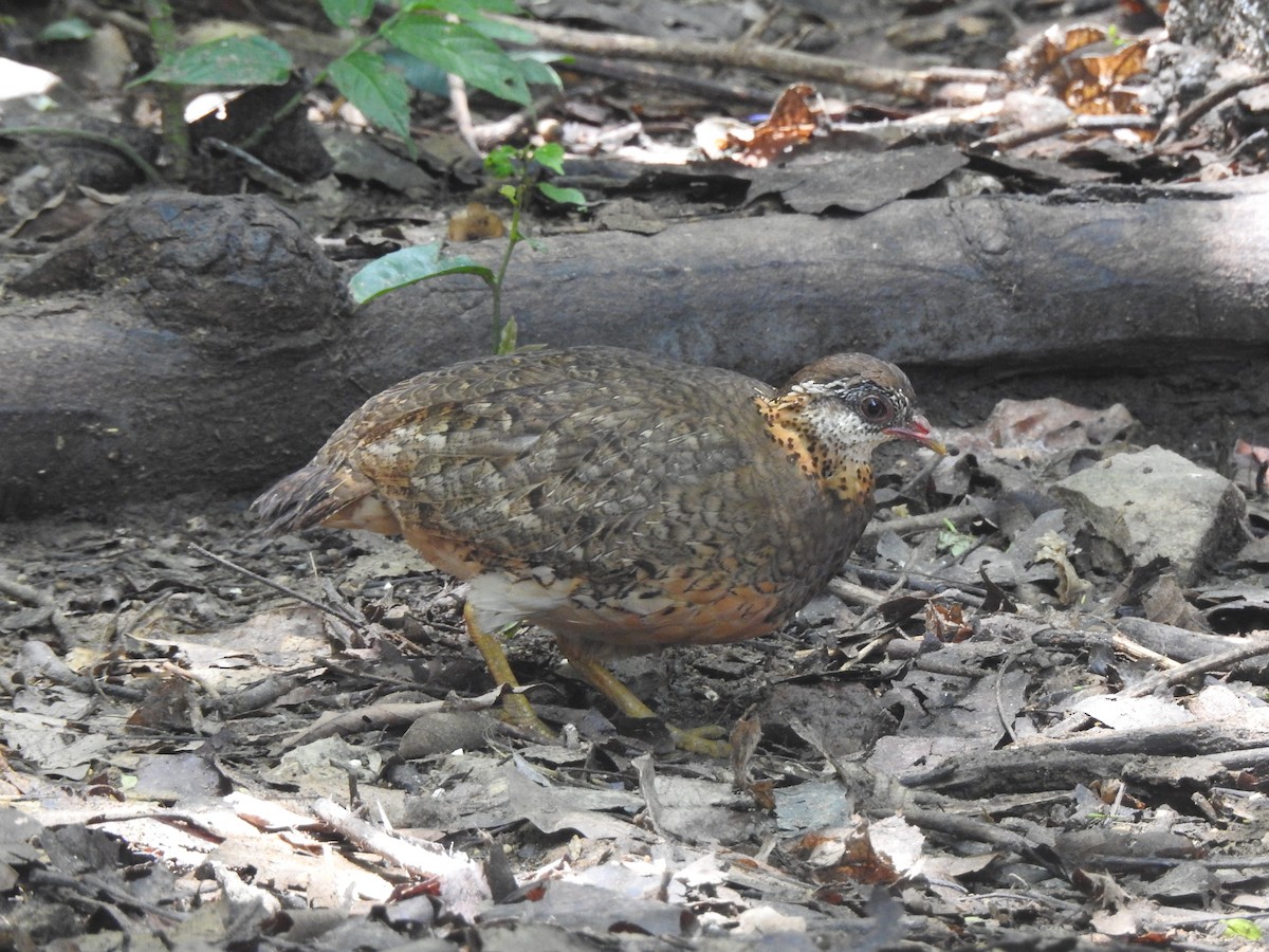Scaly-breasted Partridge - ML619922648