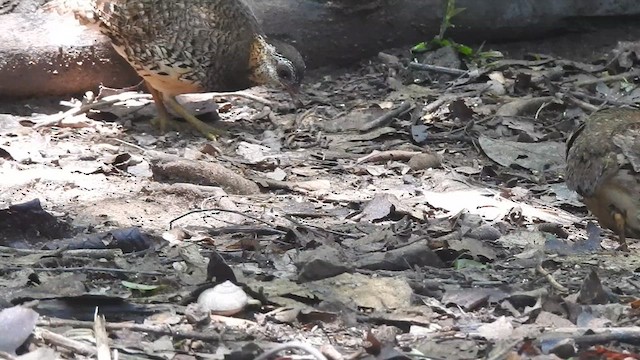 Scaly-breasted Partridge - ML619922652