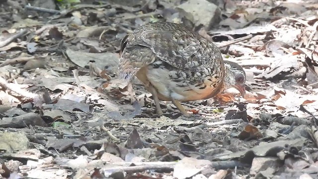 Scaly-breasted Partridge - ML619922653