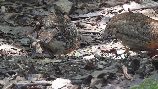 Scaly-breasted Partridge - ML619922657