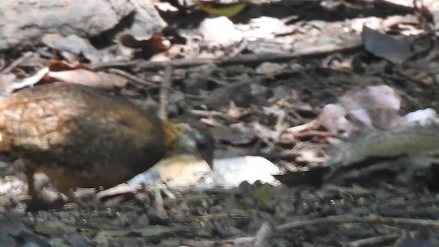 Scaly-breasted Partridge - ML619922664