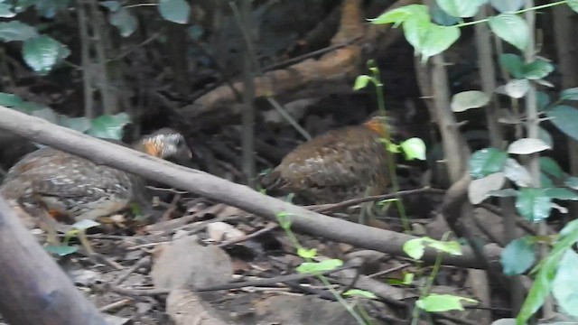 Scaly-breasted Partridge - ML619922665