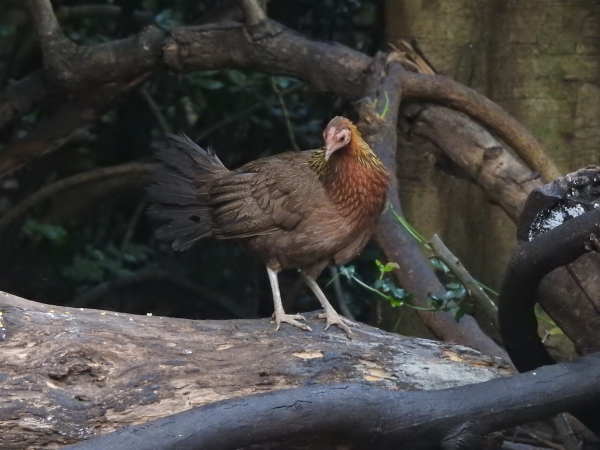 Red Junglefowl - ML619922674