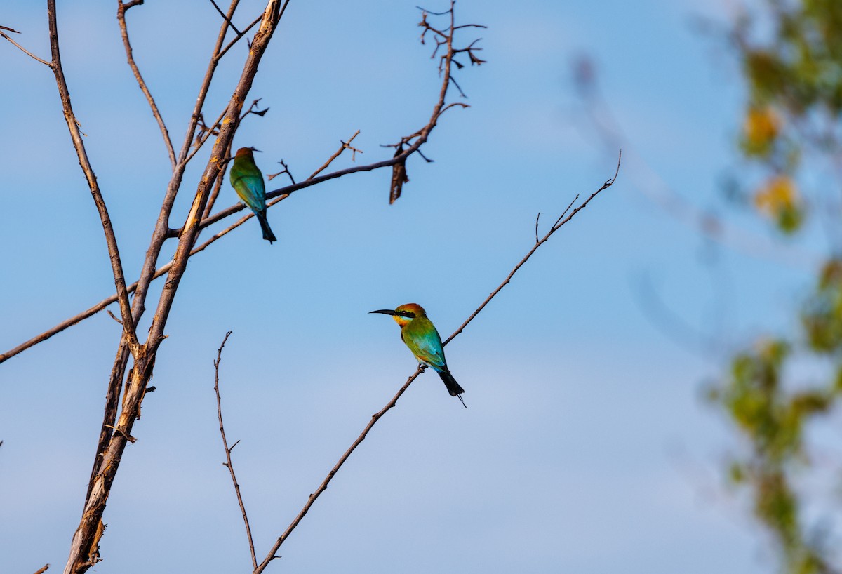 Rainbow Bee-eater - ML619922678