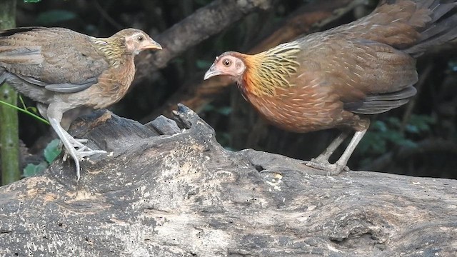 Red Junglefowl - ML619922685