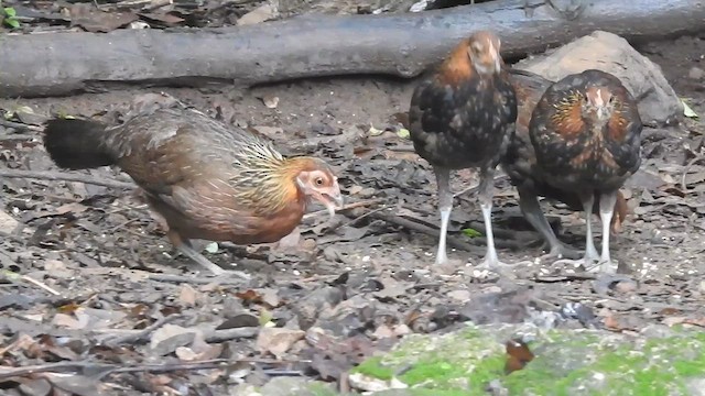 Red Junglefowl - ML619922689