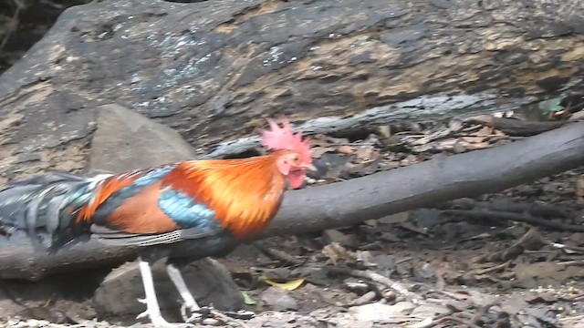 Red Junglefowl - ML619922693