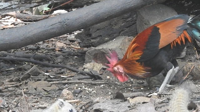 Red Junglefowl - ML619922694