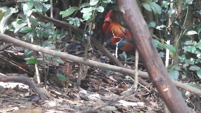 Red Junglefowl - ML619922695