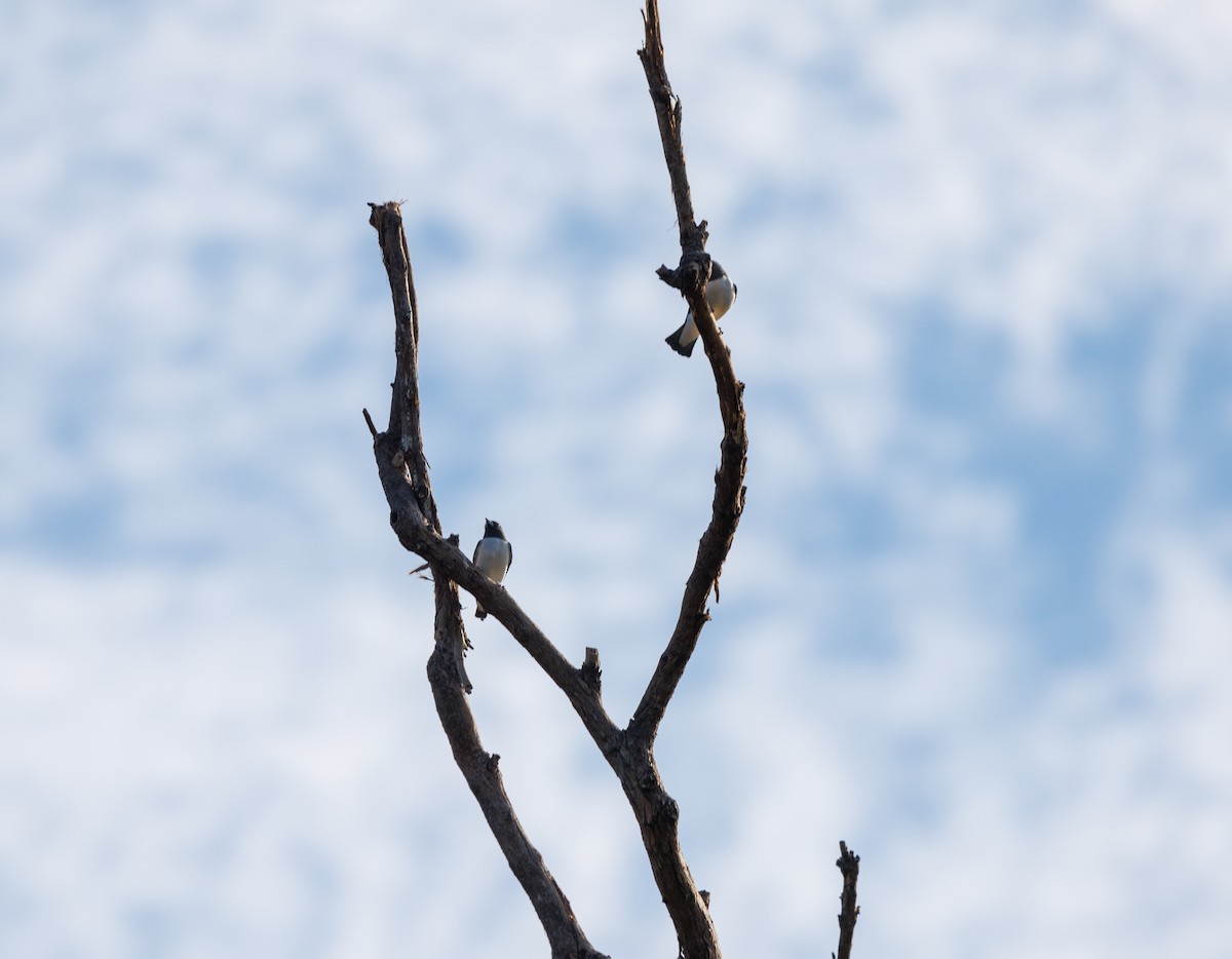 White-breasted Woodswallow - ML619922704