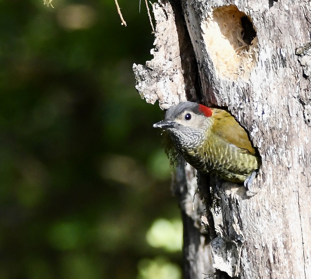 Golden-olive Woodpecker - mark perry