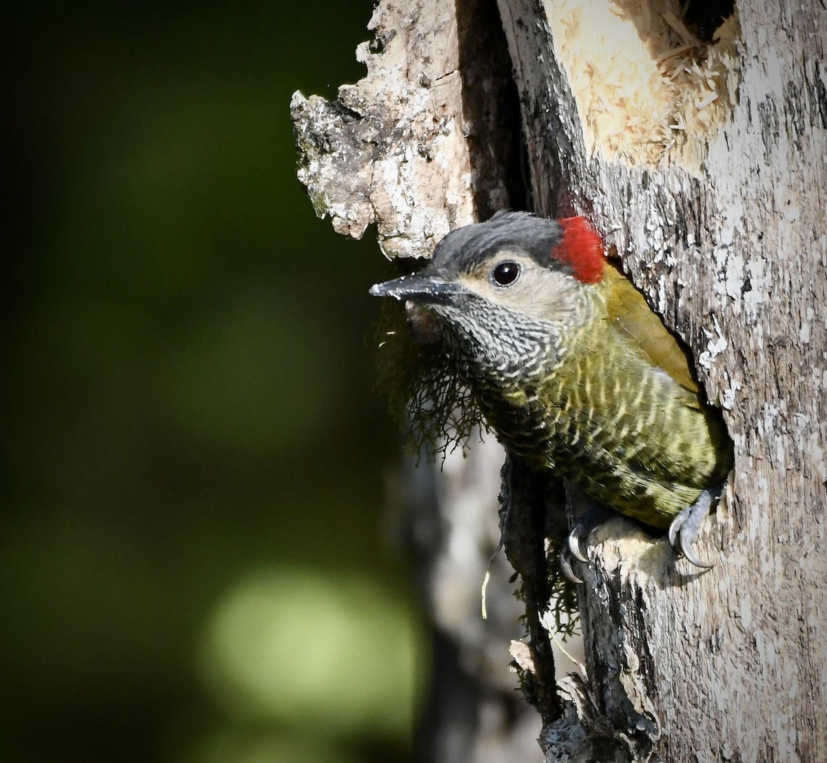 Golden-olive Woodpecker - ML619922710