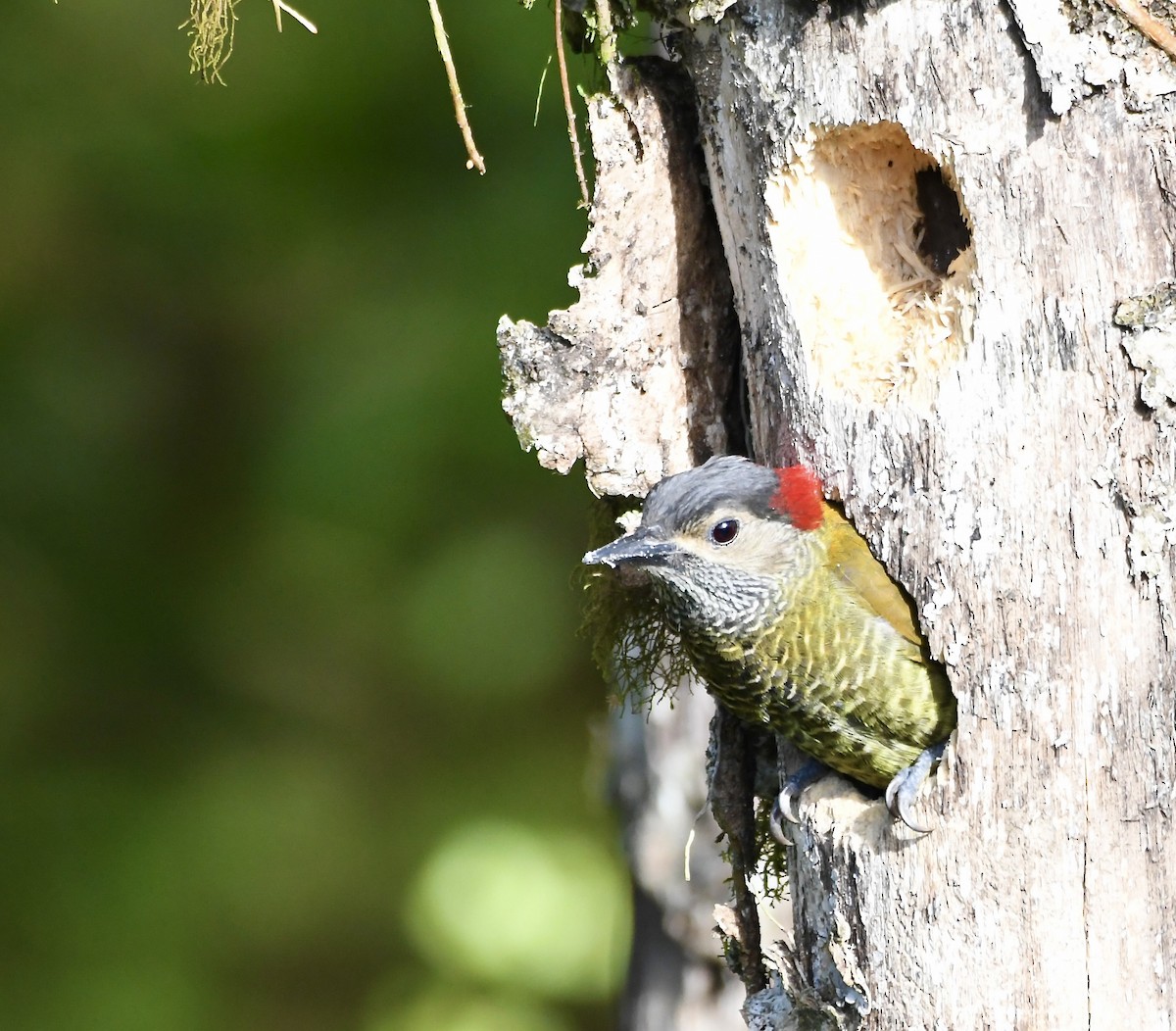Golden-olive Woodpecker - ML619922711