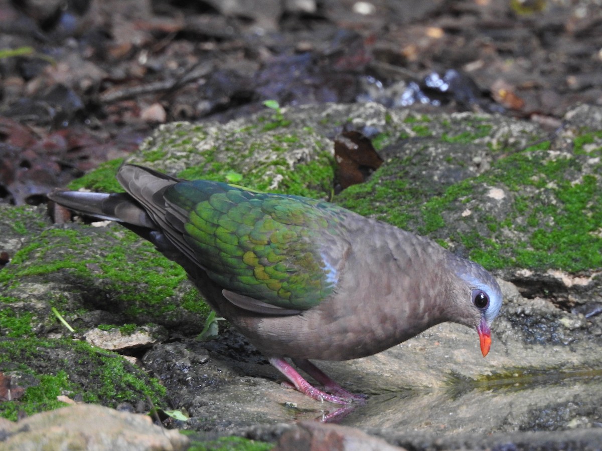 holub zelenokřídlý - ML619922718