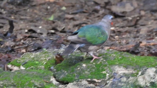 翠翼鳩 - ML619922726