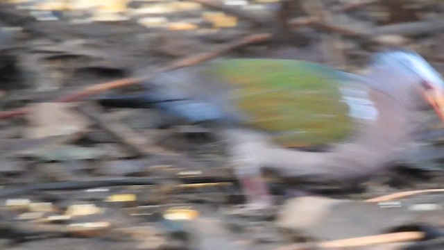 holub zelenokřídlý - ML619922727