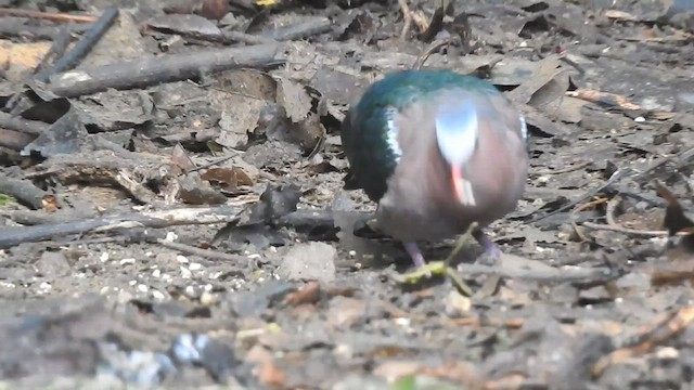 holub zelenokřídlý - ML619922728