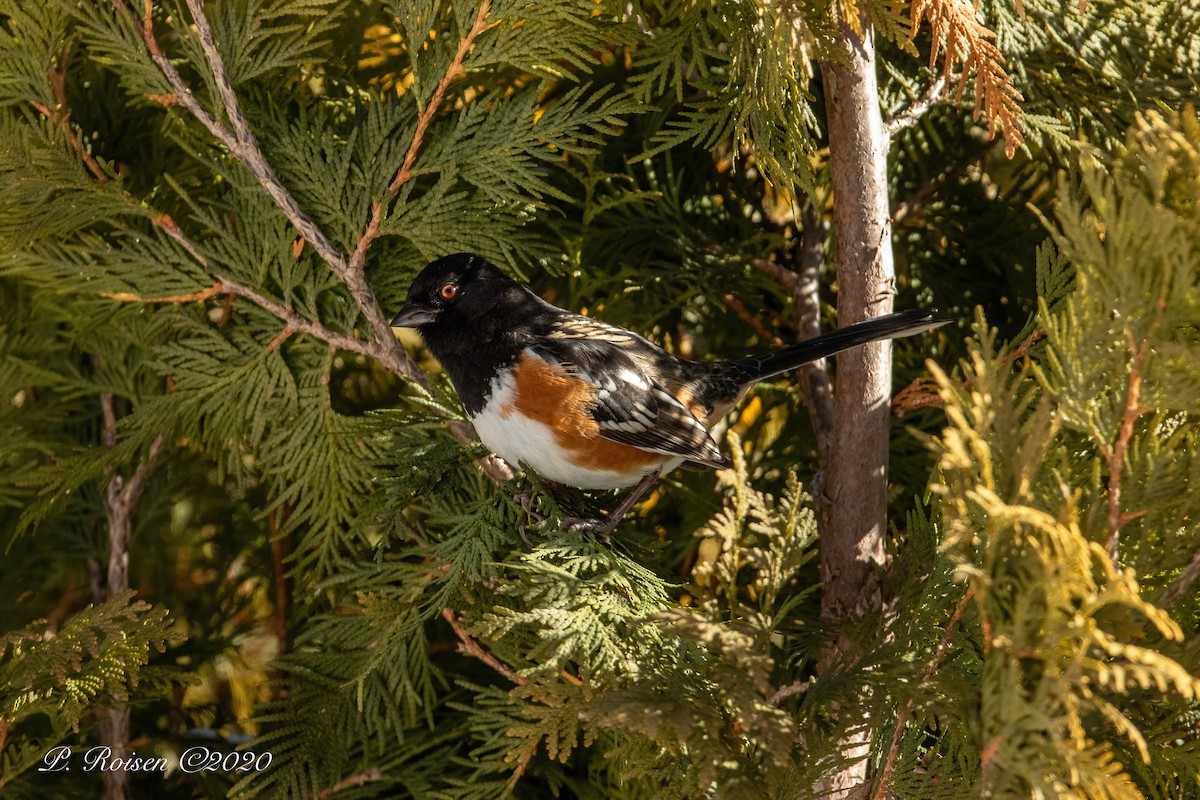 Spotted Towhee - ML619922747