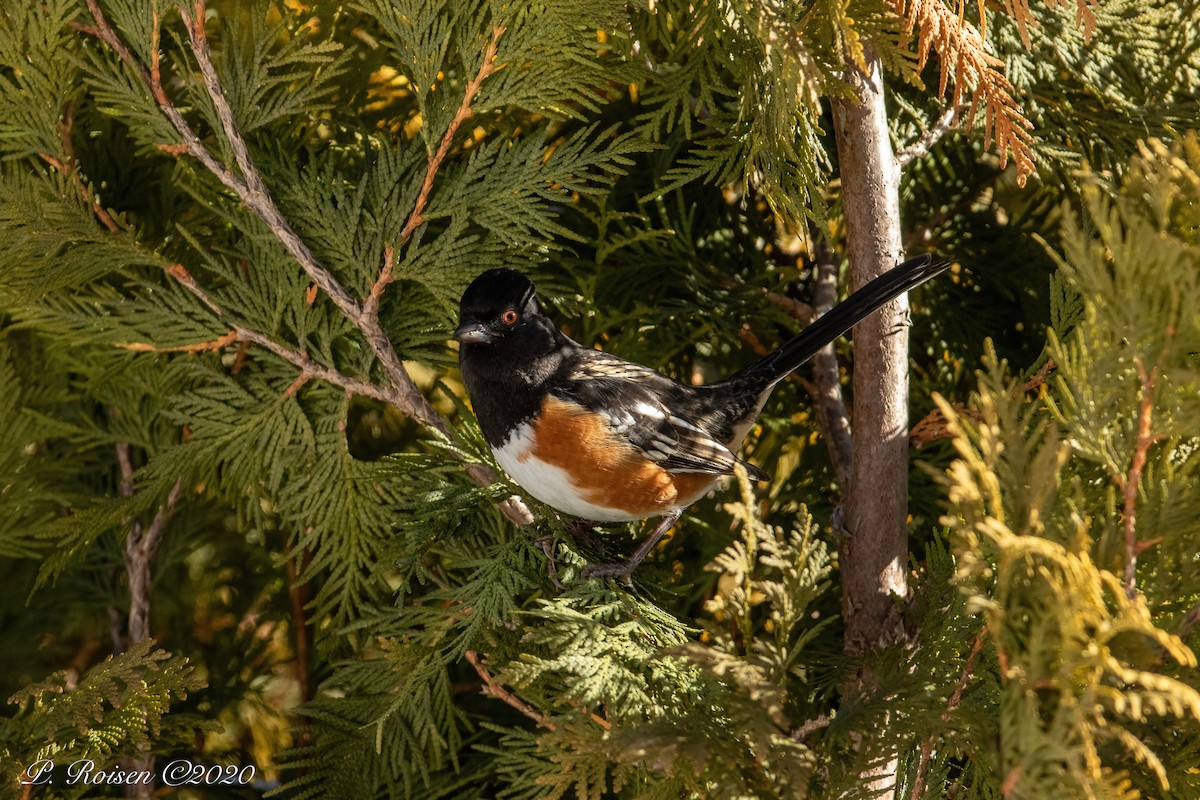 Spotted Towhee - ML619922749