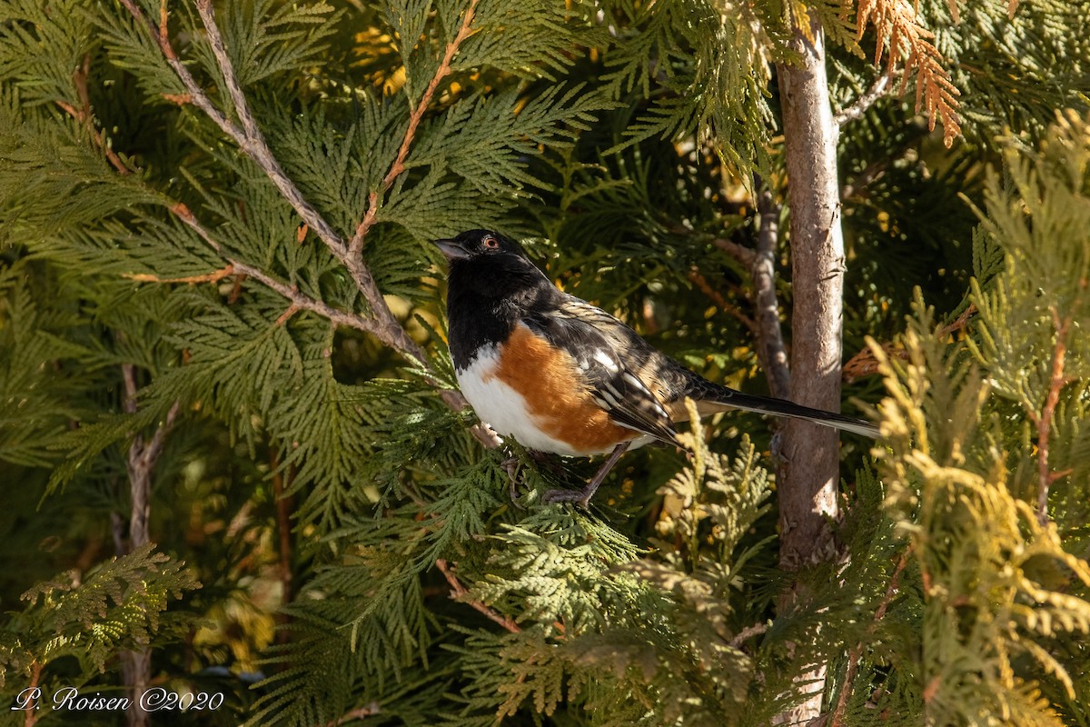 Spotted Towhee - ML619922750
