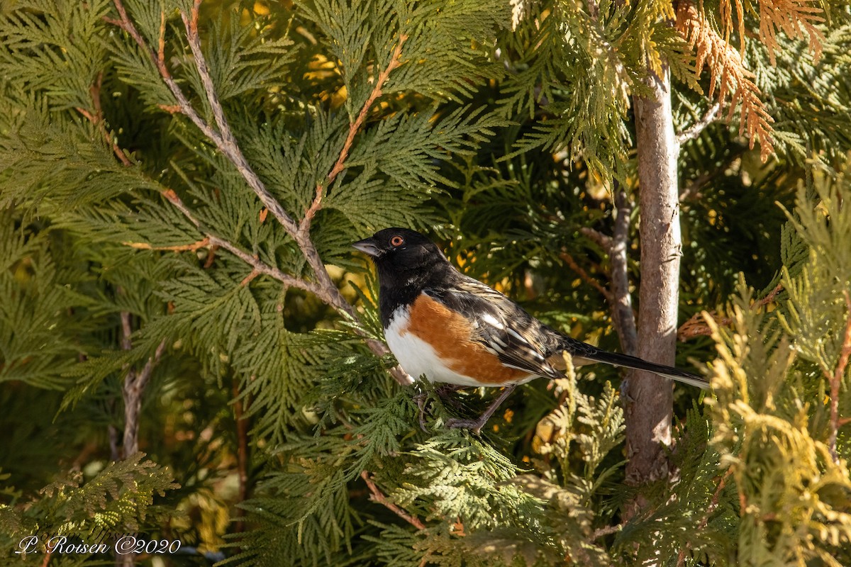 Spotted Towhee - ML619922751