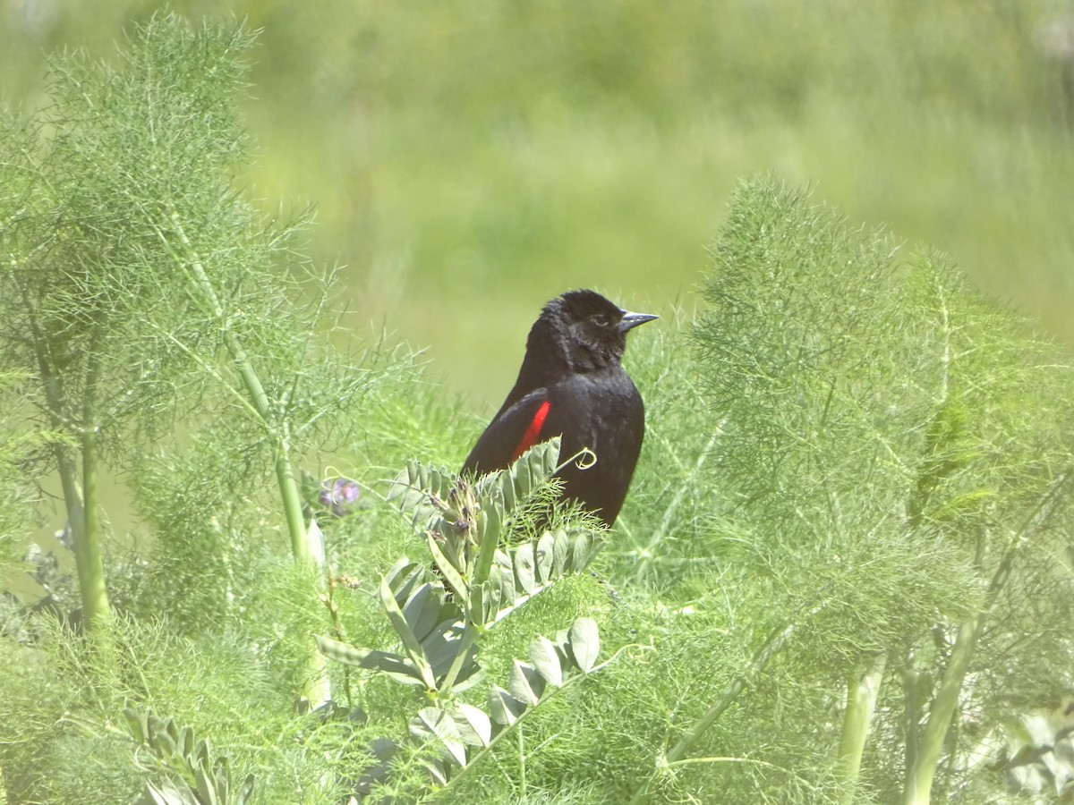 Al Kanatlı Karatavuk (californicus/mailliardorum) - ML619922771