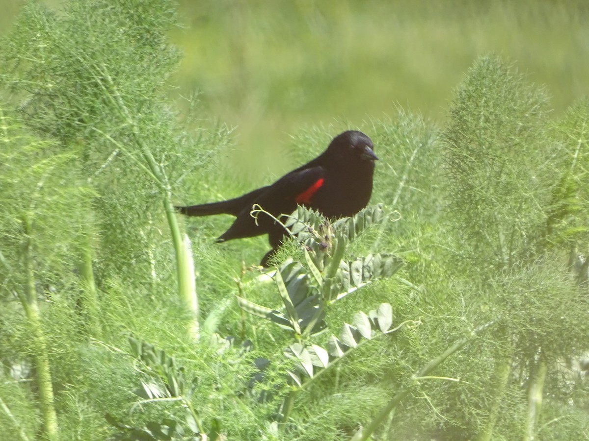 Red-winged Blackbird (California Bicolored) - ML619922772