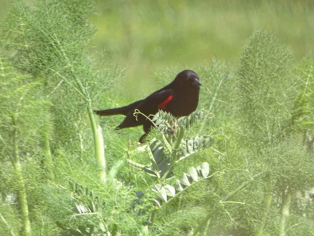 Al Kanatlı Karatavuk (californicus/mailliardorum) - ML619922772