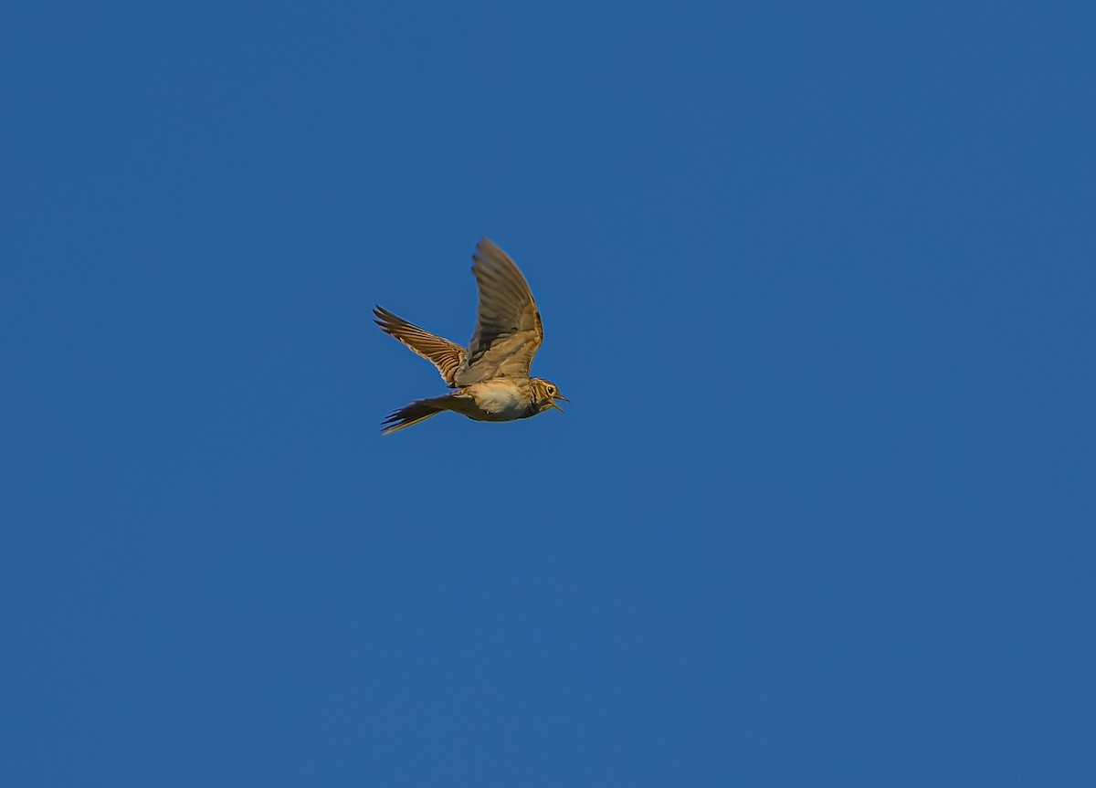 Боролзой болжмор - ML619922773