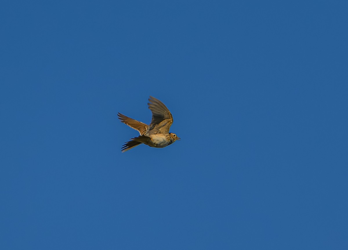 Боролзой болжмор - ML619922774