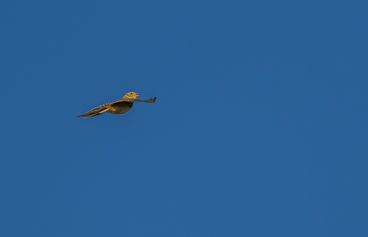 Боролзой болжмор - ML619922776