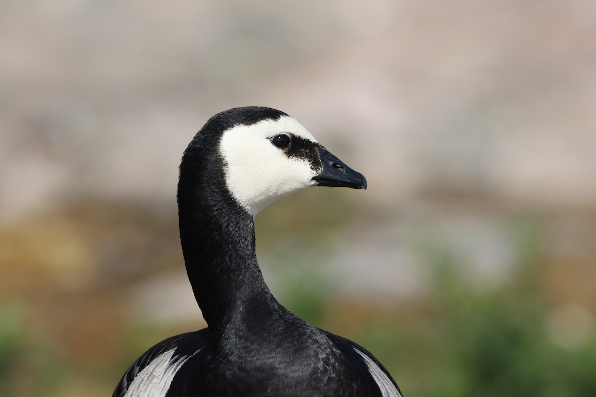 Barnacle Goose - ML619922789