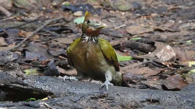 Greater Yellownape - ML619922801