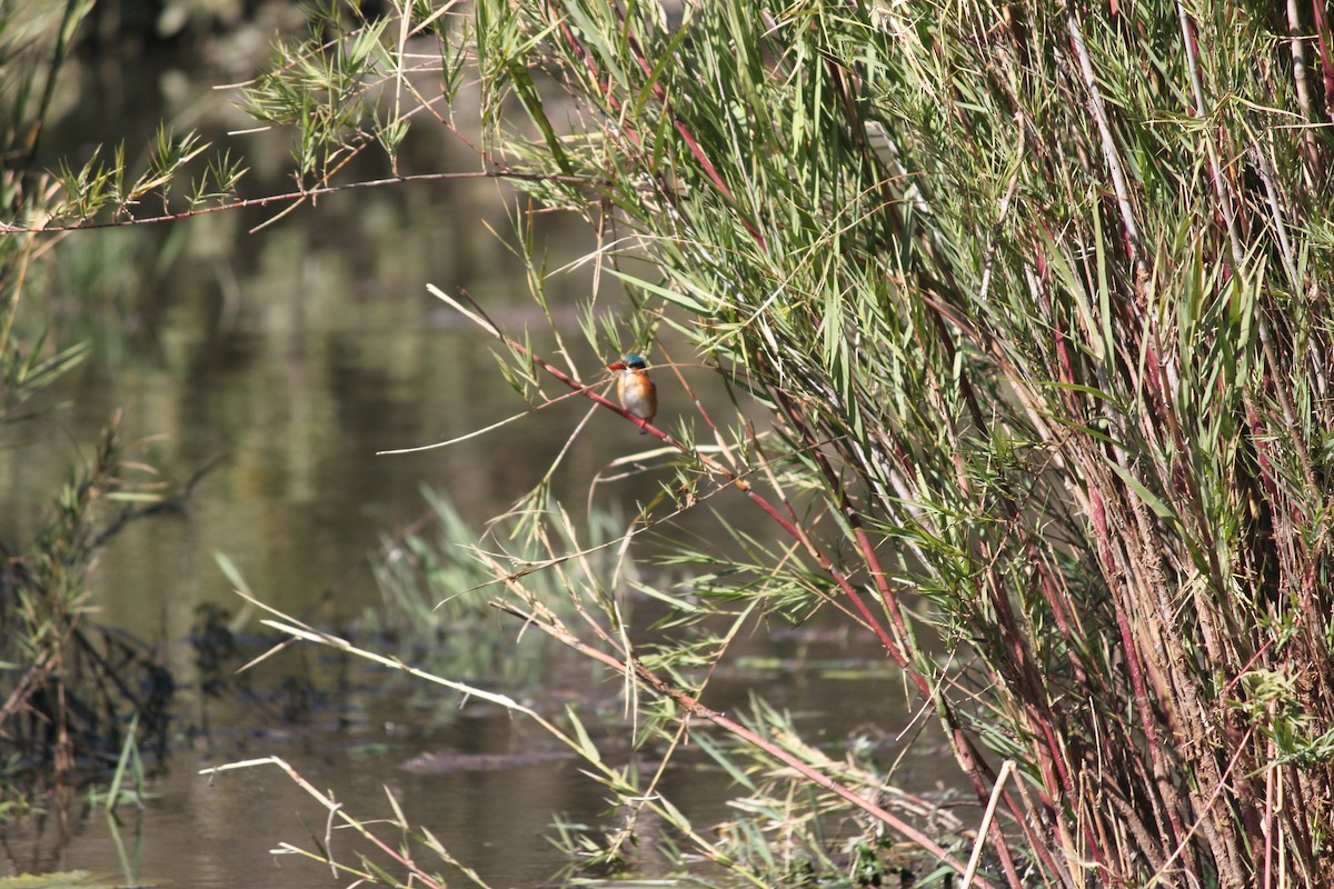 Malachite Kingfisher (Mainland) - ML619922851
