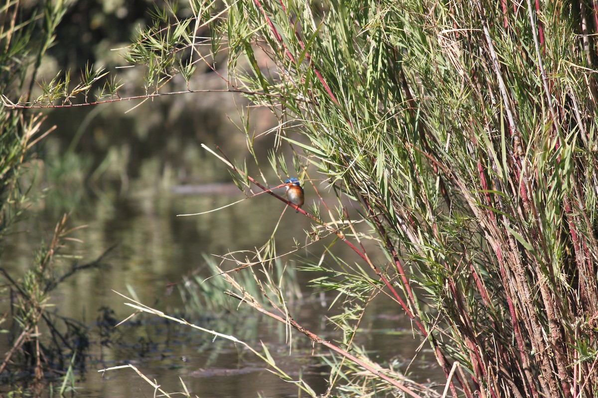 Malachite Kingfisher (Mainland) - ML619922852