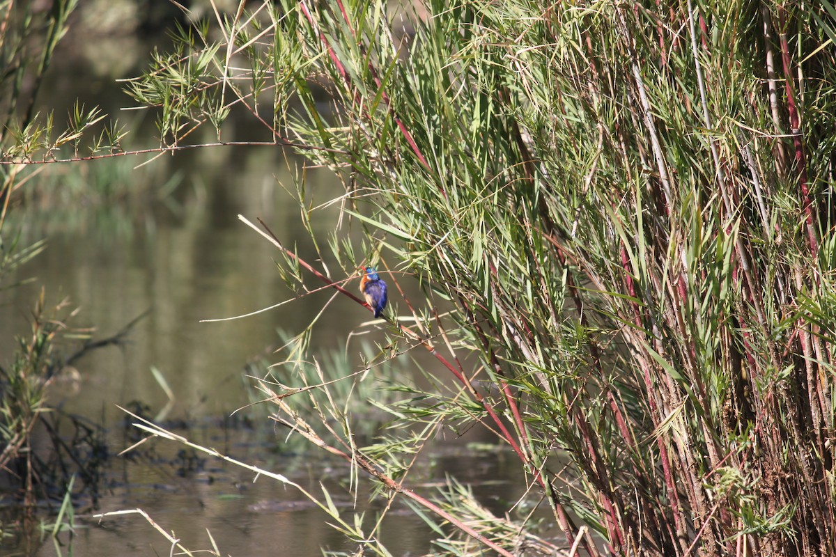 Malachite Kingfisher (Mainland) - ML619922853