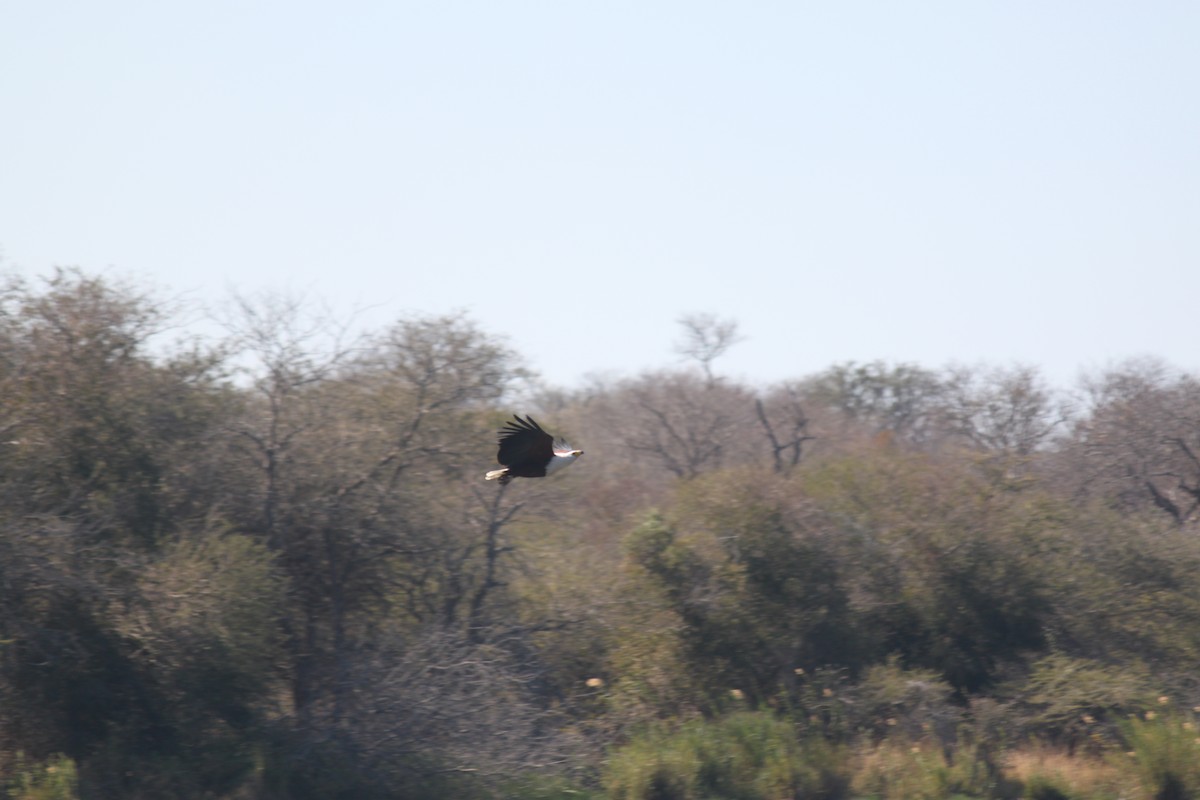 African Fish-Eagle - ML619922855