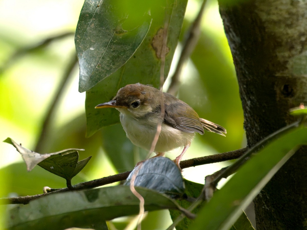 Rufous-tailed Tailorbird - ML619922859