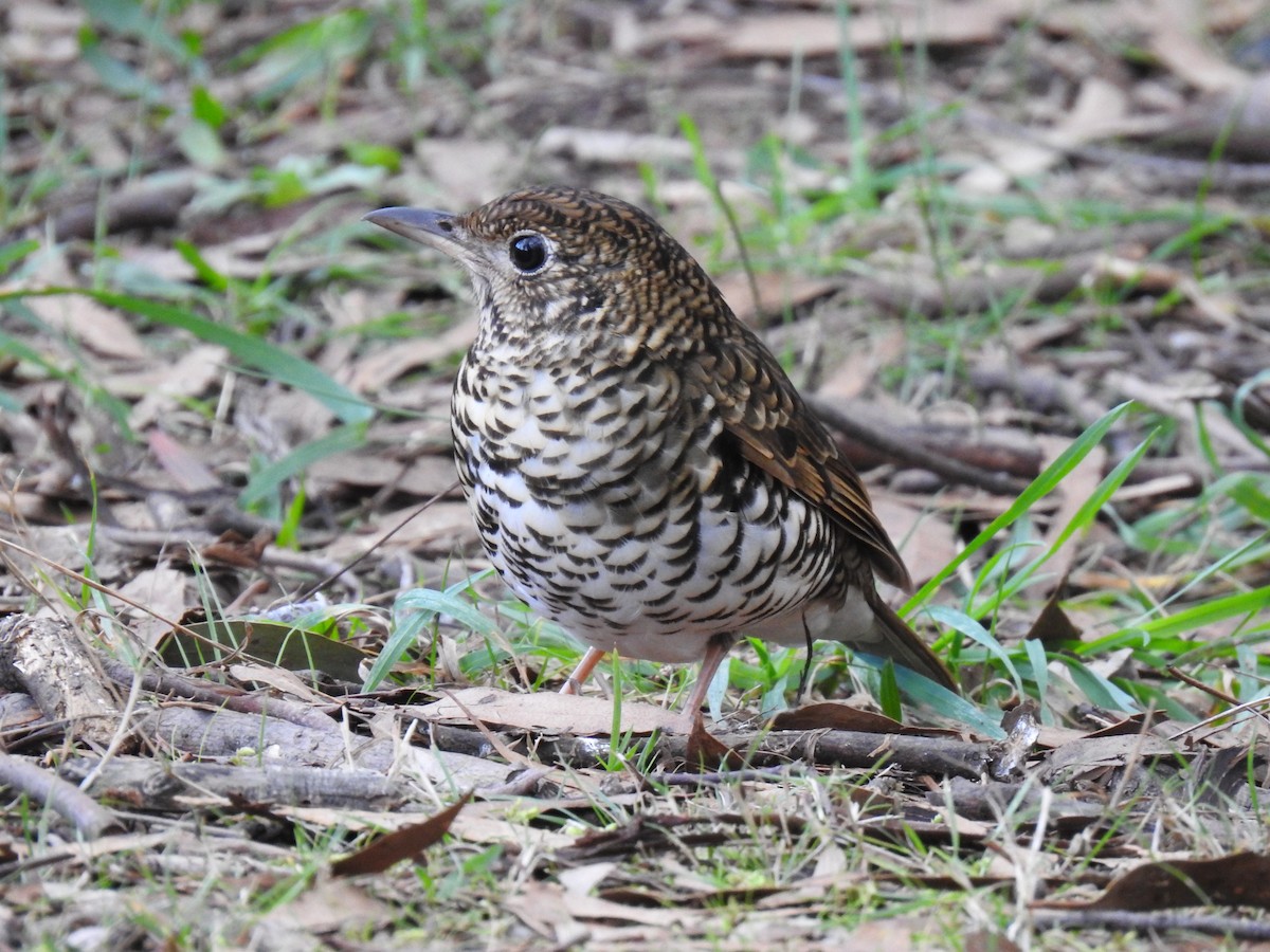 Bassian Thrush - ML619922863