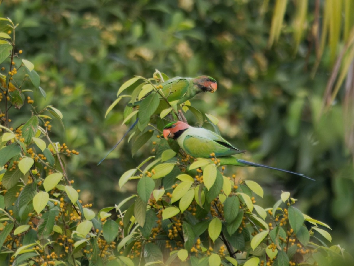 Long-tailed Parakeet - ML619922871
