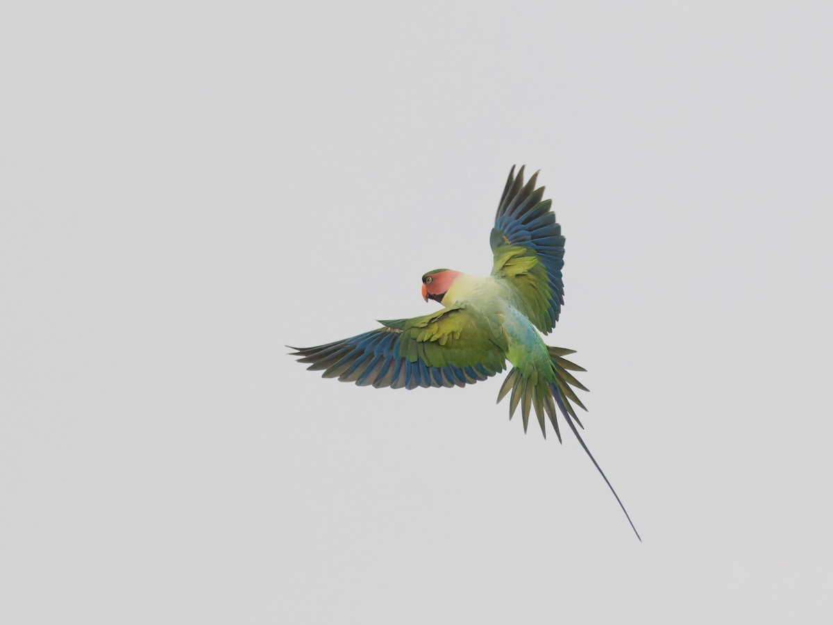 Long-tailed Parakeet - ML619922874