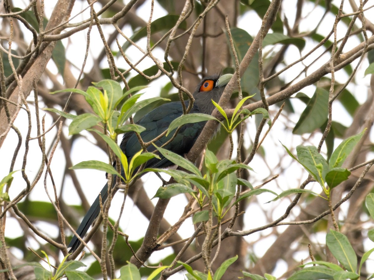 Chestnut-bellied Malkoha - ML619922879