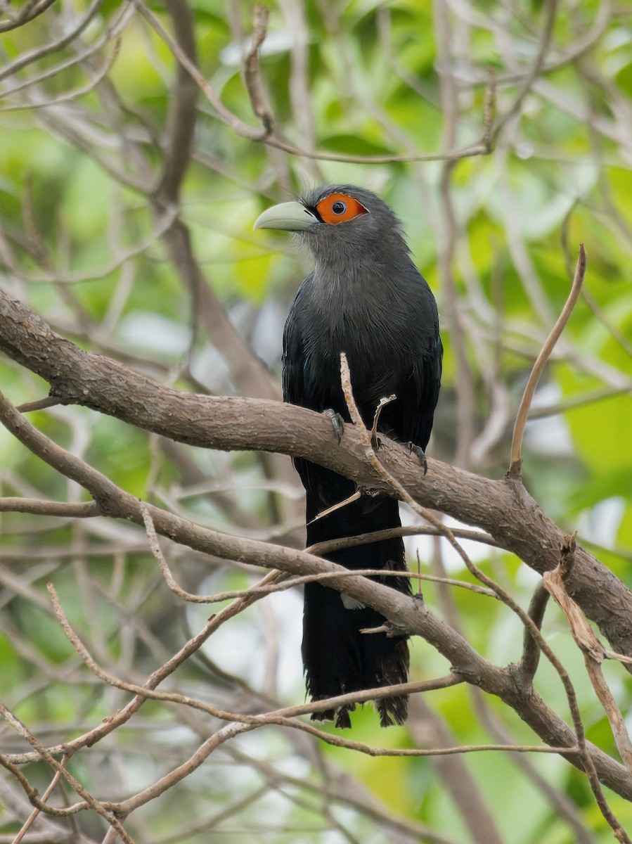 Chestnut-bellied Malkoha - ML619922880