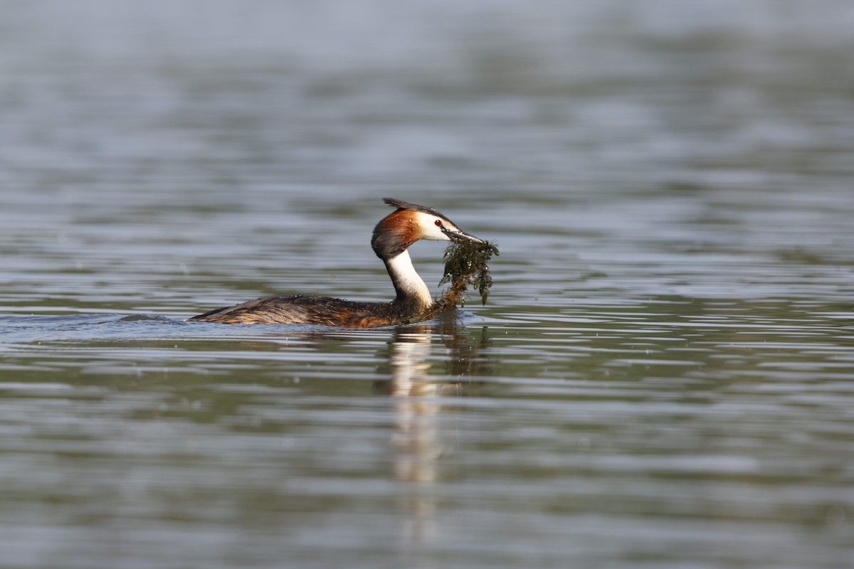 Great Crested Grebe - ML619922885