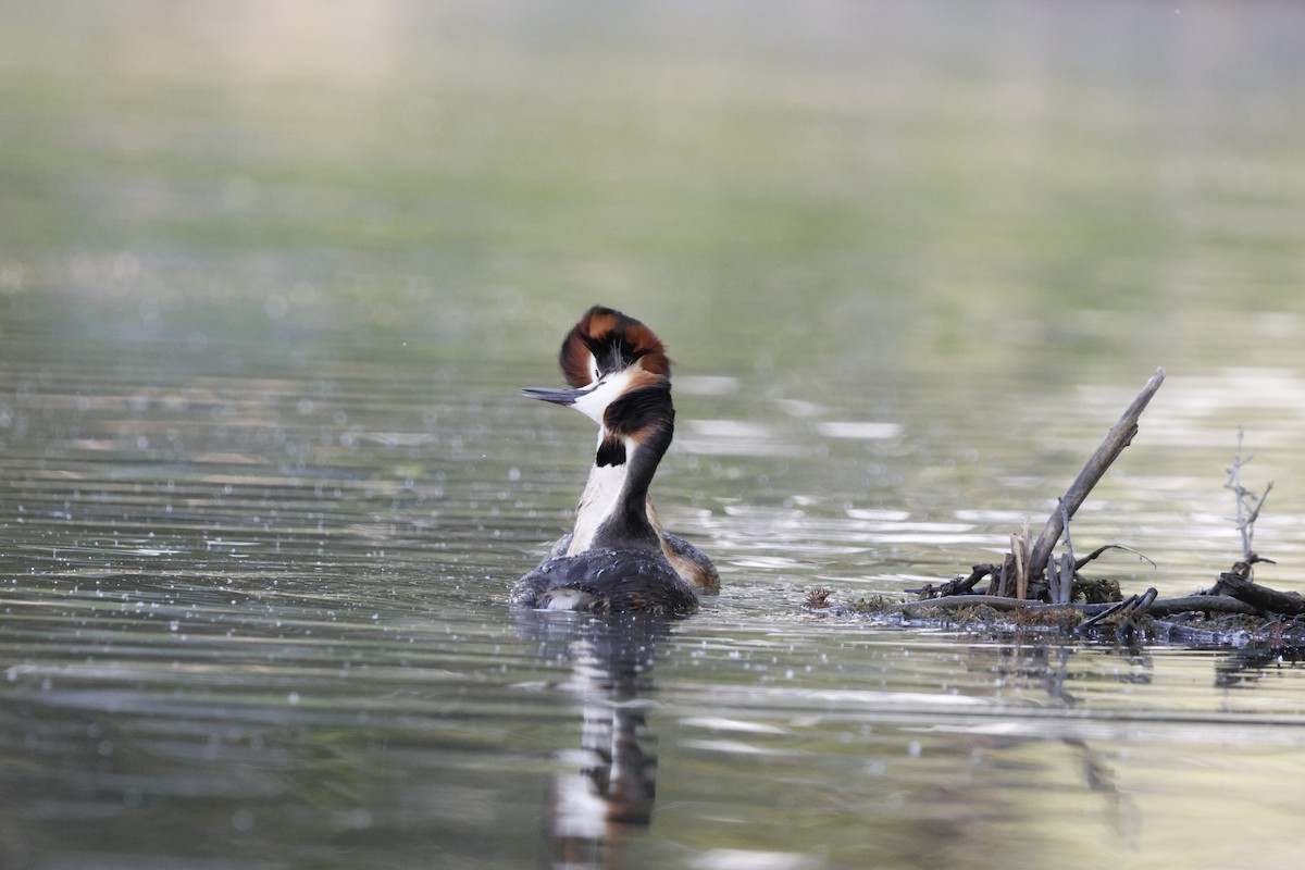 Great Crested Grebe - ML619922886