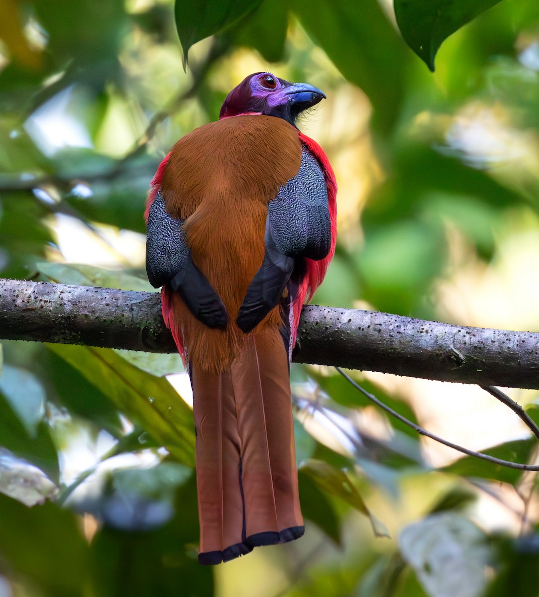 trogon obojkový - ML619922887