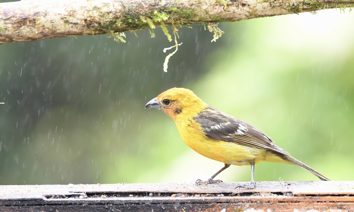 Flame-colored Tanager - ML619922893