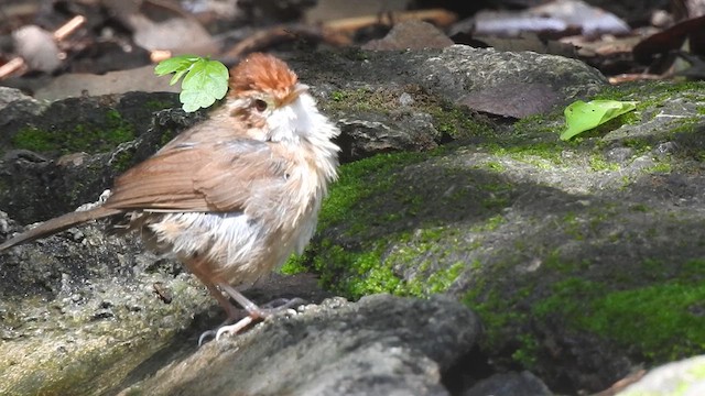 Puff-throated Babbler - ML619922905