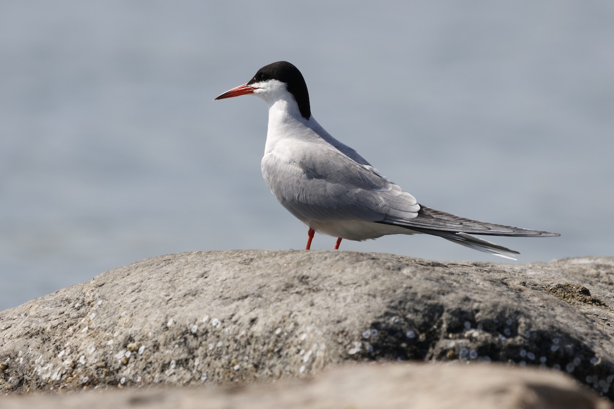 Common Tern - ML619922907